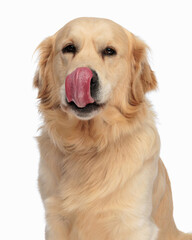 portrait of beautiful labrador retriever dog licking nose in a greedy way