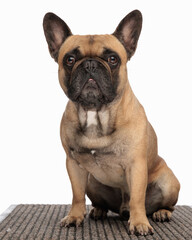 Obraz premium bored little french bulldog puppy looking forward and sitting