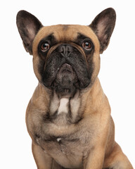 unhappy french bulldog dog looking up and waiting for food