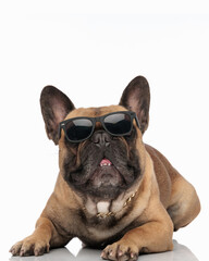 curious french bulldog dog with sunglasses laying down and looking up