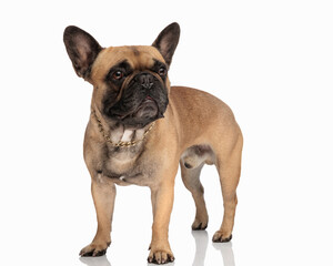 cute little french bulldog with golden collar looking to side and standing