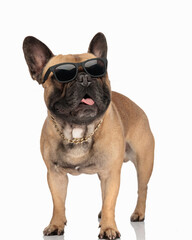 funny french bulldog pupp sticking out tongue and panting