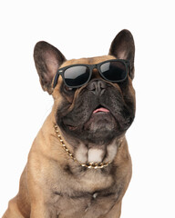 cool french bulldog puppy with sunglasses and golden collar panting