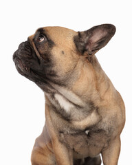 curious french bulldog puppy looking to side while sitting
