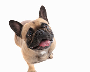 adorable french bulldog dog looking up, sticking out tongue and panting