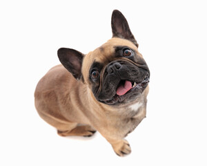 excited french bulldog puppy sticking out tongue, panting and looking up