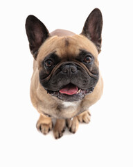Obraz premium top view picture of happy french bulldog puppy sticking out tongue