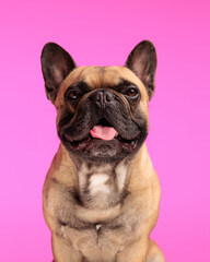 happy french bulldog dog sticking out tongue and panting