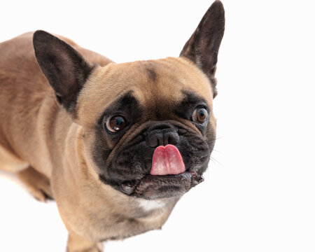 top view picture of greedy little french bulldog dog licking nose