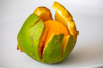 Typical ripe pequi fruit (caryocar brasiliense) in fine details and selective focus. Typical fruit from the Brazilian cerrado bioama.