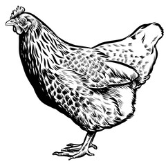High detail chicken - realistic hen - outline - vector drawing sketch illustration