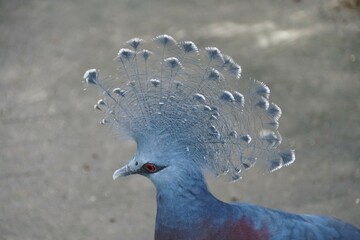 Closeup of the beautiful blue feathers of Victoria Crowned Pigeon