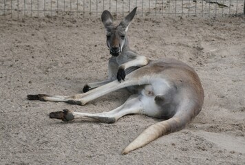 An adult kangaroo laying down and relaxing on the dirt