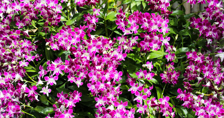 Fototapeta premium Beautiful purple orchid flowers. Flower background.