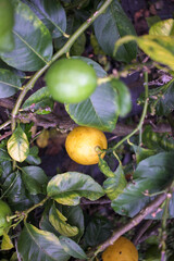 organic lemons in a lemon tree