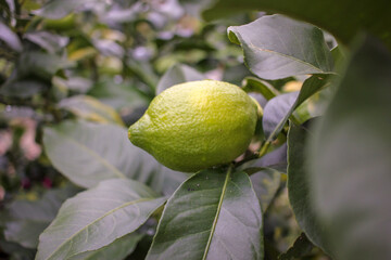 organic lemon in my orchard
