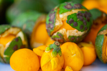 Typical ripe pequi fruit (caryocar brasiliense) in fine details and selective focus. Typical fruit from the Brazilian cerrado bioama.