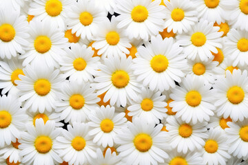 Spring background daisies floral nature white summer blossom blooming flower chamomile