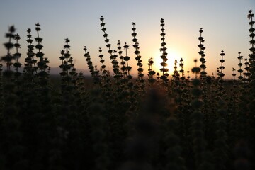 sun rise in the background behind some plants and weeds, with the sky in the