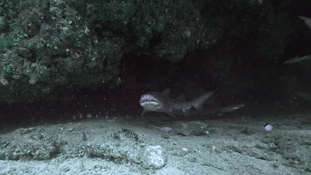 Raggies or Sand Tiger Sharks from South Africa
Filmed at Aliwal Shoal and Protea Banks