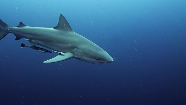 Bull Sharks from South Africa
Filmed at Aliwal Shoal and Protea Banks