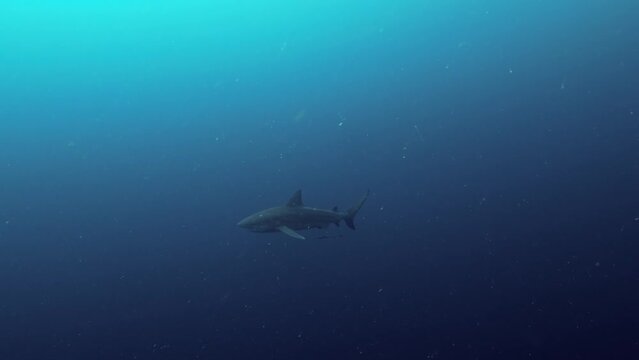 Bull Sharks from South Africa
Filmed at Aliwal Shoal and Protea Banks