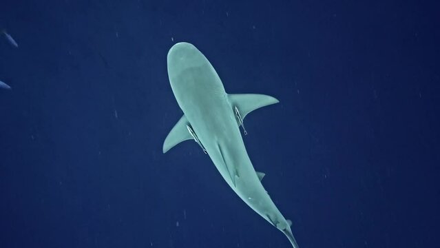Bull Sharks from South Africa
Filmed at Aliwal Shoal and Protea Banks