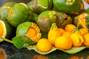 Typical ripe pequi fruit (caryocar brasiliense) in fine details and selective focus. Typical fruit from the Brazilian cerrado bioama.