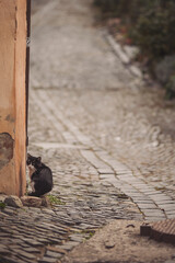 Cat sitting in scenic tiny neighborhood in Romania at the part of the old historical city...