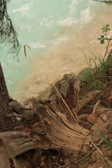 Driftwood Out of Water