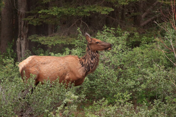 Female Elk in High Green Brush