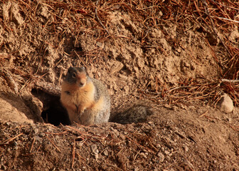 Ground Squirrel Perched