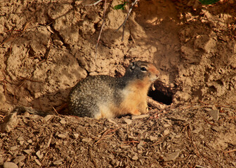 Ground Squirrel at Burrow Opening