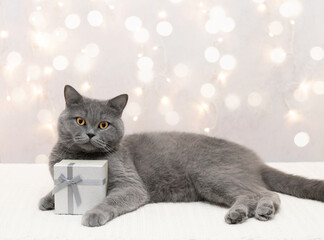 British cat with gift on light background with copy space. Cute cat holds a gift box in its paws. Christmas or New Year card.