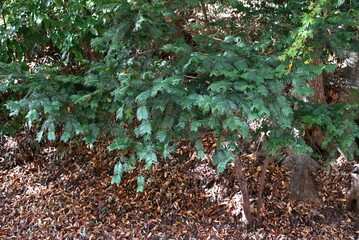 Japanese plum-yew ( Cephalotaxus harringtonia ) leaves. Taxaceae dioecious evergreen conifer shrub.
