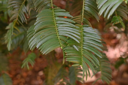 Japanese plum-yew ( Cephalotaxus harringtonia ) leaves. Taxaceae dioecious evergreen conifer shrub.
