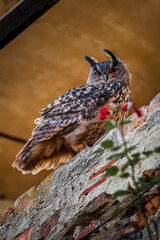 Great owl