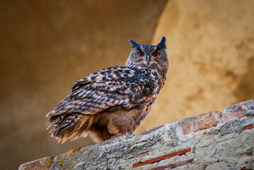 great horned owl