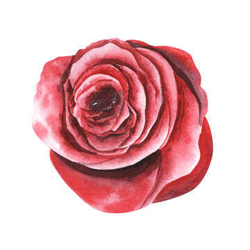 Red Rose Single Flower isolated watercolor illustration painting botanical art transparent white background greeting card stationary wedding bridal home decor
