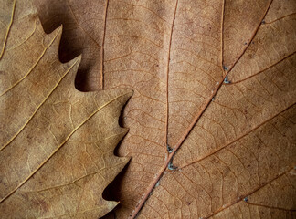 Autumn dry brown fallen leaves texture closeup