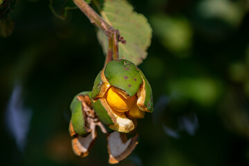 Typical ripe pequi fruit (caryocar brasiliense) in fine details and selective focus. Typical fruit from the Brazilian cerrado bioama.