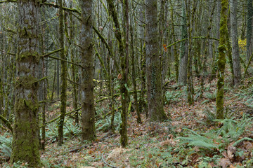 A forest thick with lichen covered trees, moss, and ferns, in Oregon.