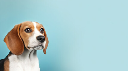 Adorable beagle dog isolated on light blue background. Copyspace for text.