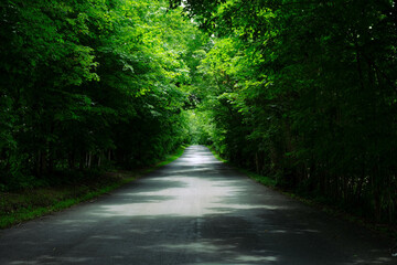 Fototapeta na wymiar Tranquil Path Through Sunlit Green Forest