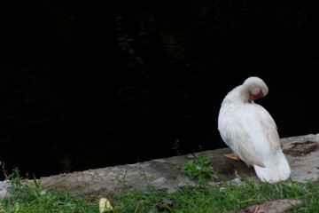 A duck on the bank of a dark river on a winter day.