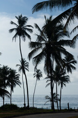 Fototapeta na wymiar View of the sea with coconut trees in silhouette.