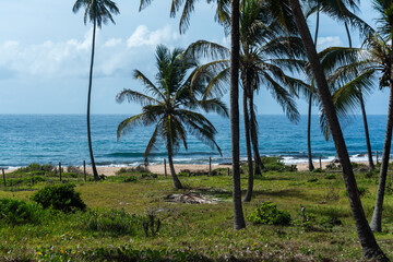 Several coconut trees against the sky and sea in the background.