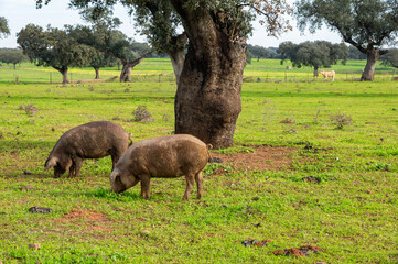 Autumnal Feast: Two Iberian Pigs Searching for Acorns by the trunk of an Oak.