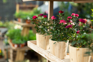 Potted roses put on wooden table in container garden