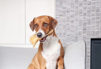Dog with buffalo ear sitting on chair. Cute puppy dog sitting with baked water buffalo ear in mouth too good to eat. Funny face expression. Chew fun, dental health or teething. Selective focus.